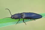 Wald-Humusschnellk&auml;fer (Ectinus aterrimus)