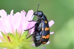 Ohne deutschen Namen (Hycleus polymorphus)