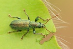 Silbriggr&uuml;ner Laubholzr&uuml;ssler (Phyllobius argentatus)