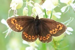 Mandelfleckiger Mohrenfalter (Erebia alberganus)
