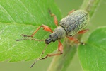 Gespornter Blattr&uuml;ssler (Phyllobius glaucus)