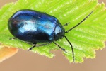 Erlenblattk&auml;fer (Agelastica alni)