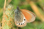 Alpenwiesenv&ouml;gelchen (Coenonympha gardetta)
