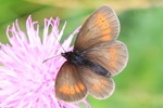 Kleiner Mohrenfalter (Erebia melampus)