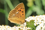 Dukaten-Feuerfalter (Lycaena virgaureae)