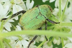 Goldstaub-Laubk&auml;fer (Hoplia argentea)