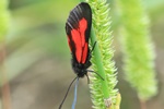 Platterbsen-Widderchen (Zygaena osterodensis)