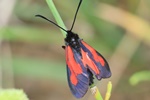 Platterbsen-Widderchen (Zygaena osterodensis)