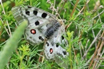 Roter Apollo (Parnassius apollo)