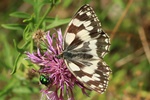 Schachbrett (Melanargia galathea)