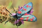 Sechsfleckwidderchen (Zygaena filipendulae)
