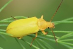 Schwefelk&auml;fer (Cteniopus sulphureus)