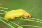 Schwefelk&auml;fer (Cteniopus sulphureus)