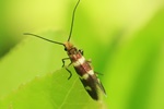 Ohne deutschen Namen (Micropterix aureatella)