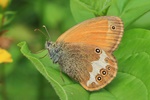 Wei&szlig;bindiges Wiesenv&ouml;gelchen (Coenonympha arcania)