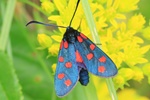 Hufeisenklee-Widderchen (Zygaena transalpina)