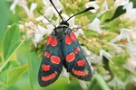 Krainer Widderchen (Zygaena carniolica)