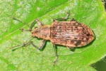 Braungrauer Glanzr&uuml;ssler (Polydrusus cervinus)