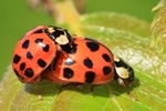 Asiatischer Marienk&auml;fer (Harmonia axyridis)