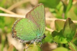 Gr&uuml;ner Zipfelfalter (Callophrys rubi)