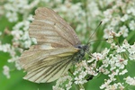 Bergwei&szlig;ling (Pieris bryoniae)