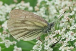 Bergwei&szlig;ling (Pieris bryoniae)