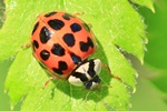 Asiatischer Marienk&auml;fer (Harmonia axyridis)