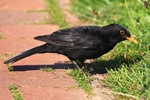 Amsel