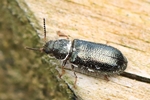 Ohne deutschen Namen (Aplocnemus nigricornis)