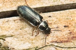 Ohne deutschen Namen (Aplocnemus nigricornis)