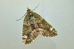 Olivgr&uuml;ner Bindenspanner (Chloroclysta siterata)