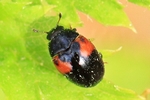 Rotfleckiger Faulholzk&auml;fer (Tritoma bipustulata)