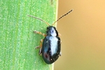 Schwertlilien-Erdfloh (Aphthona nonstriata)