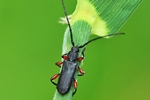 Mattschwarzer Scheibenbock (Ropalopus femoratus)