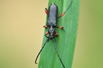 Mattschwarzer Scheibenbock (Ropalopus femoratus)