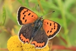 Kleiner Feuerfalter (Lycaena phlaeas)