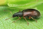 Zweifarbiger Schmalbauchr&uuml;ssler (Phyllobius oblongus)