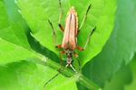 Variabler Stubbenbock (Stenocorus meridianus)