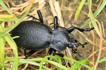 Lederlaufk&auml;fer (Carabus coriaceus)
