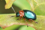 Kn&ouml;terich-Blattk&auml;fer (Gastrophysa polygoni)