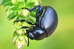 Kleiner Tatzenk&auml;fer (Timarcha goettingensis)