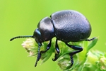 Kleiner Tatzenk&auml;fer (Timarcha goettingensis)