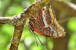 Erdbeerbaumfalter (Charaxes jasius)