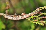 Schmalfl&uuml;geliger Heidekrautspanner (Pachycnemia hippocastanaria)