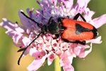 Beherzter Halsbock (Stictoleptura cordigera)