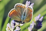 Hauhechel-Bl&auml;uling (Polyommatus icarus)