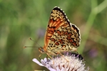 Flockenblumen-Scheckenfalter (Melitaea phoebe)
