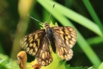 Schl&uuml;sselblumen-W&uuml;rfelfalter (Hamearis lucina)