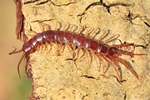 Steinl&auml;ufer (Lithobius forficatus)