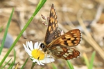 Schl&uuml;sselblumen-W&uuml;rfelfalter (Hamearis lucina)